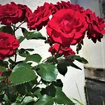 Apartmán Fischerhaus Godewind 45 Qm